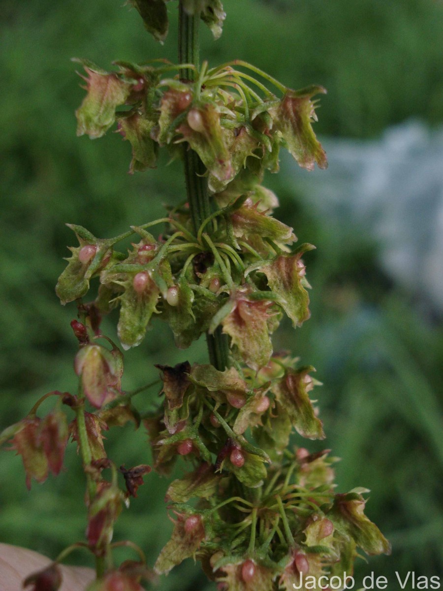 Rumex obtusifolius L.